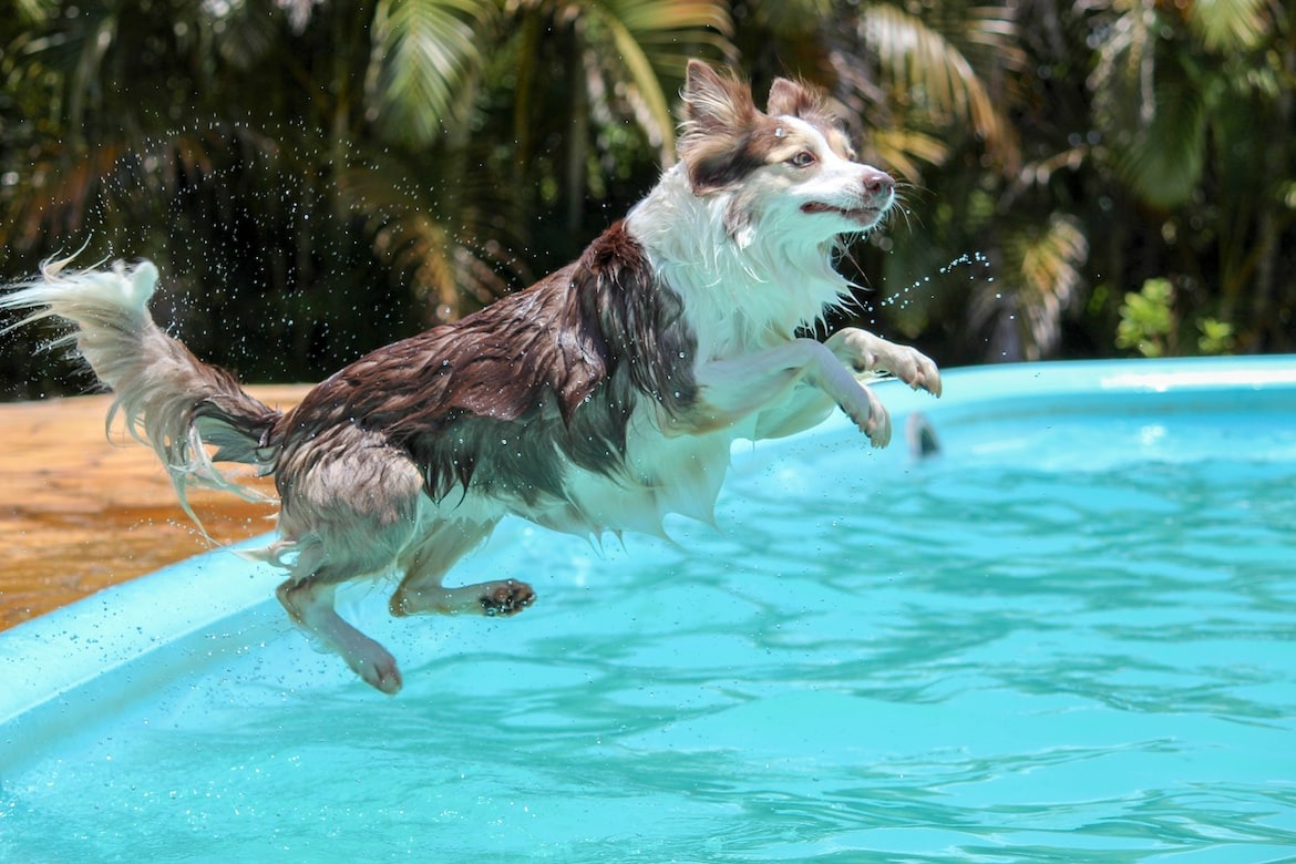 playful dog splashing water
