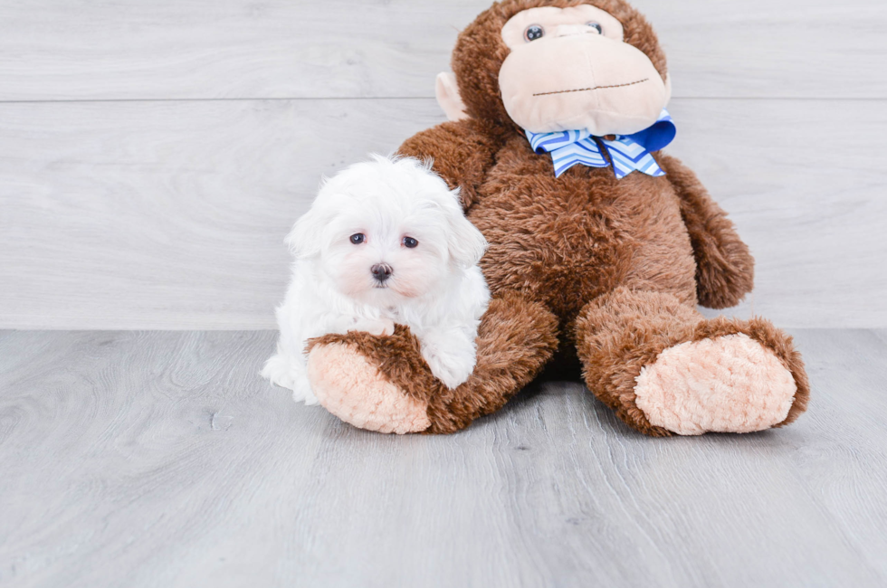 Maltese Puppies for Sale Toy Purebred Maltese Puppies