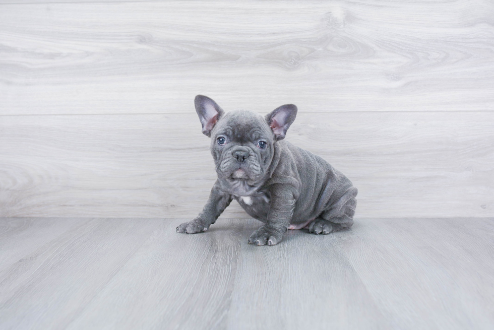 Adorable Frenchie Purebred Puppy