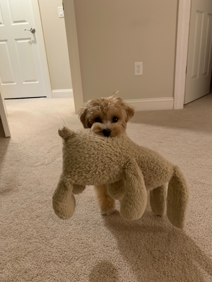 curly maltipoo dog carrying a plush toy