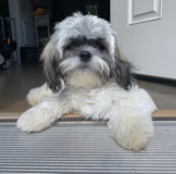 Puppy For Sale Premier Pups Teddy Bear Being Cute