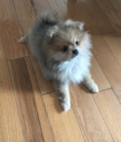 Small Pomeranian Pup