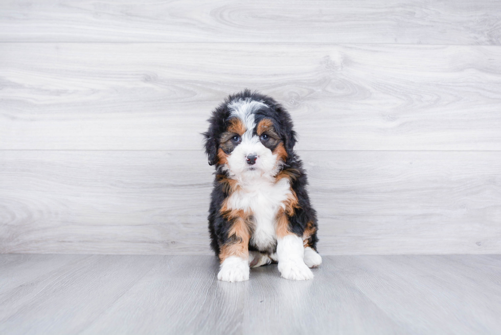 Meet Lovato - our Mini Bernedoodle Puppy Photo 3/3 - Premier Pups