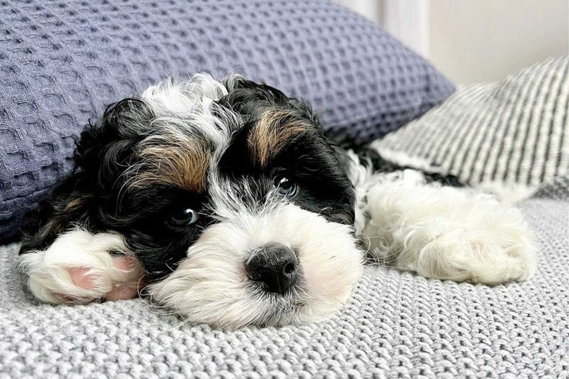 Mini Bernedoodle puppy