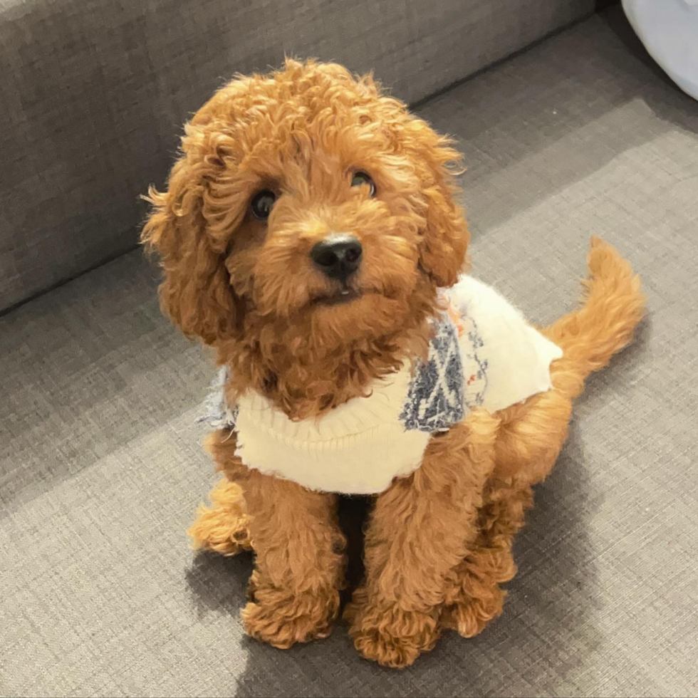 apricot mini goldendoodle with wavy hair sitting on a gray couch