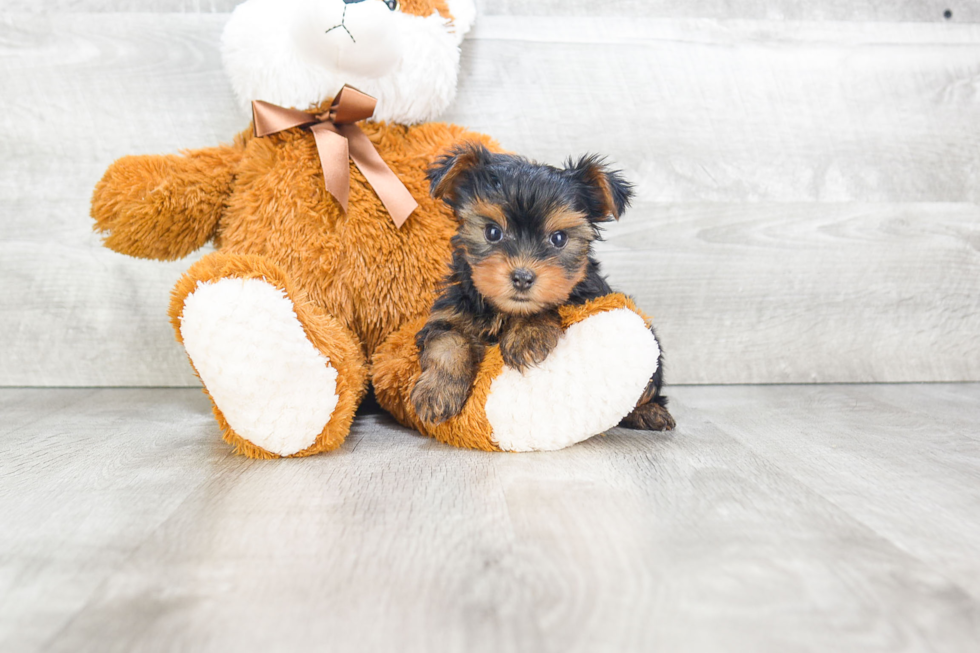 Meet Rudy - our Yorkshire Terrier Puppy Photo 