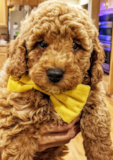 Puppy For Sale Premier Pups Sweet Yorkie Poo Pup
