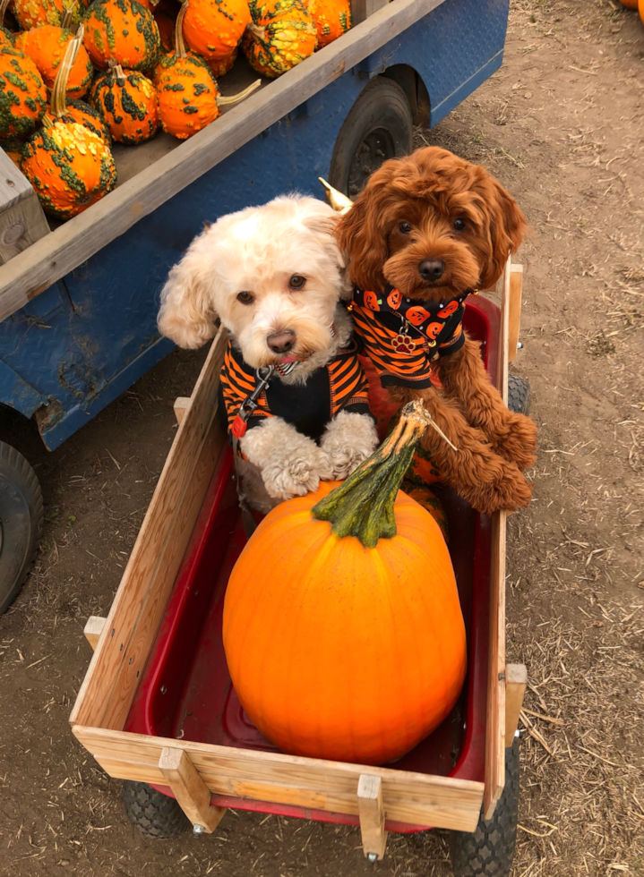 two good-natured Cavapoos together in a wooden box