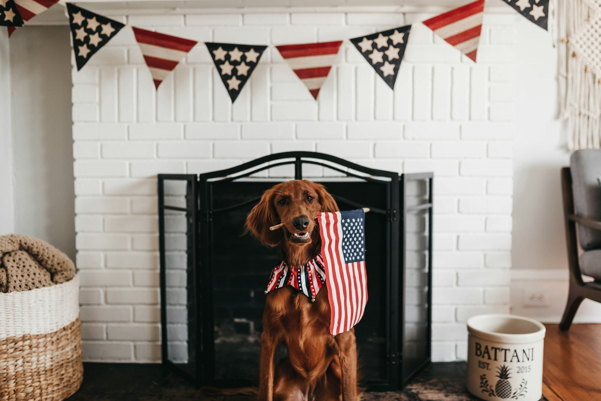 dog surrounded by 4th of july decorations