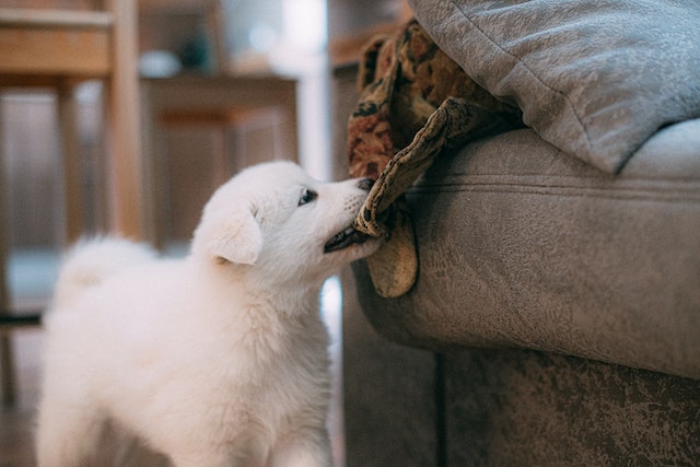 a puppy bitting fabric