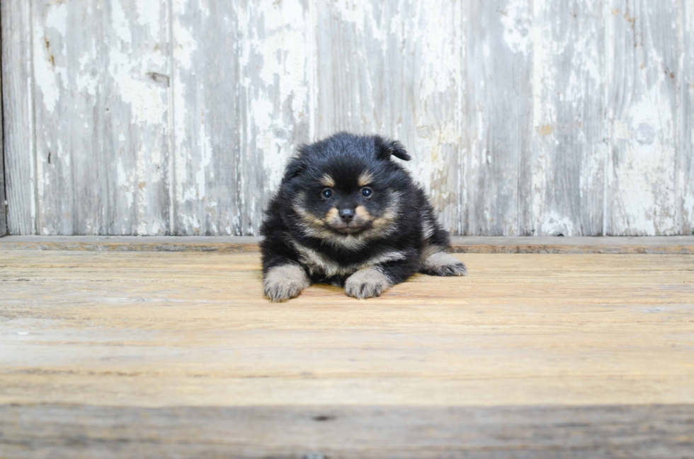 Little Pomeranian Purebred Pup