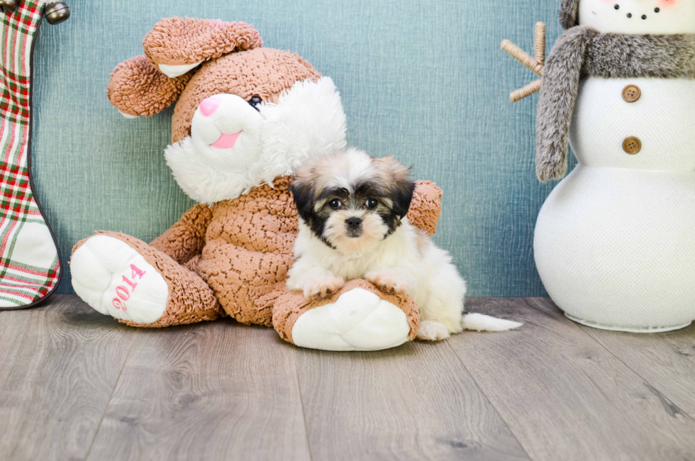 where to buy a teddy bear puppy