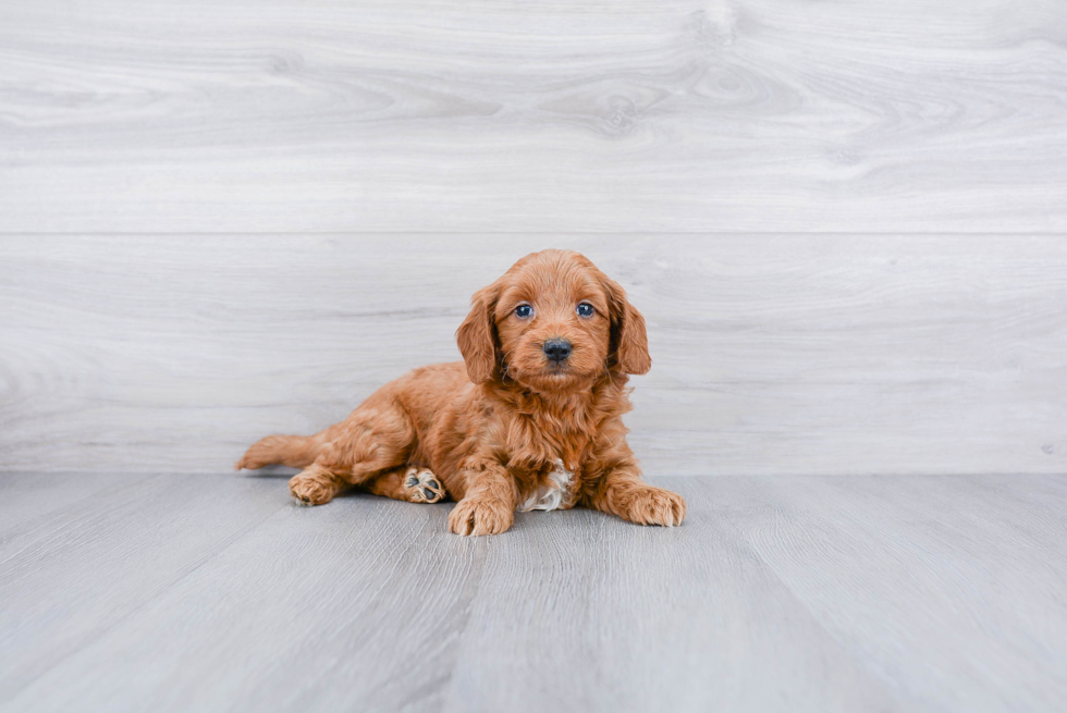 Meet Maserati - our Mini Goldendoodle Puppy Photo 1/3 - Premier Pups