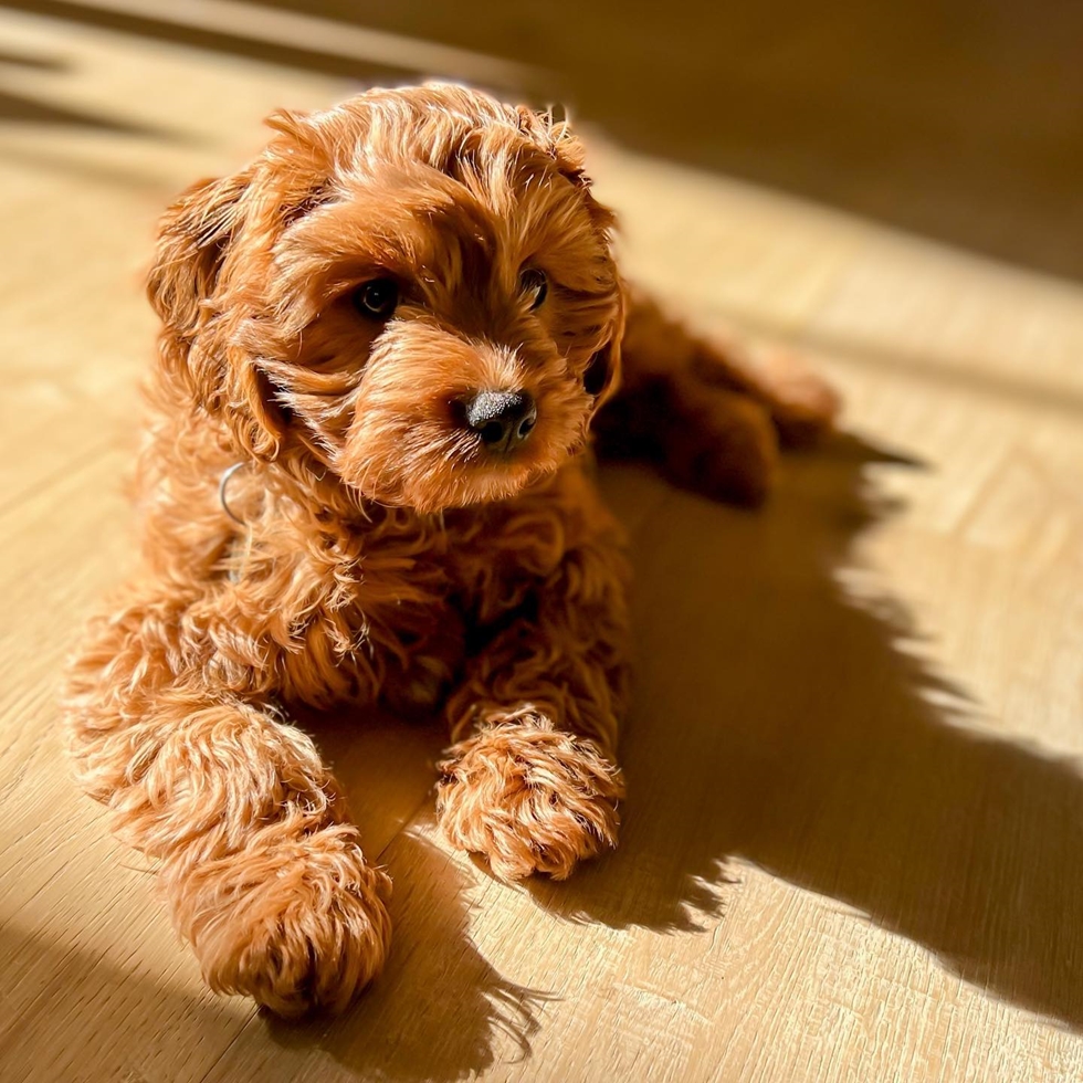 Cavapoo A calm and family-oriented small Doodle breed