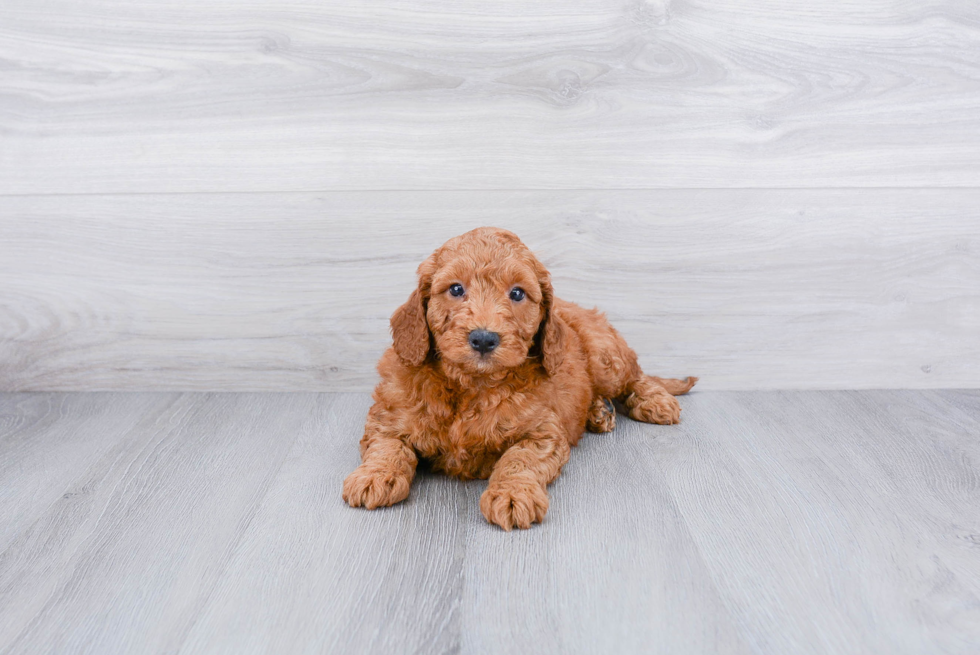Meet Jax - our Mini Goldendoodle Puppy Photo 2/3 - Premier Pups