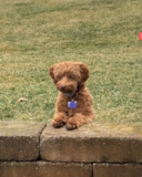  Puppy For Sale - Premier Pups