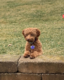 Smart Mini Labradoodle Pup