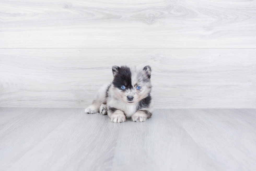 Petite Pomsky Designer Pup