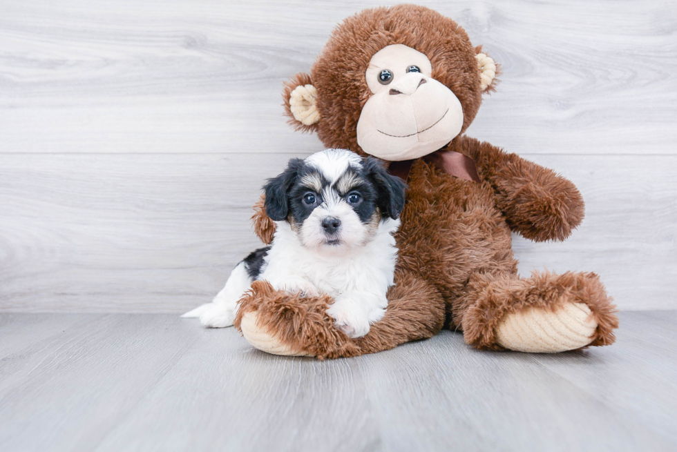 Meet Nas - our Teddy Bear Puppy Photo 2/3 - Premier Pups