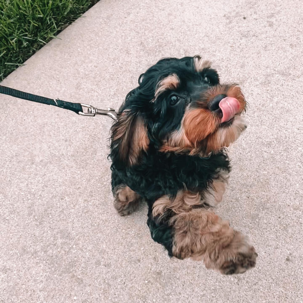 a black and tan cockapoo on a leash raising his paw
