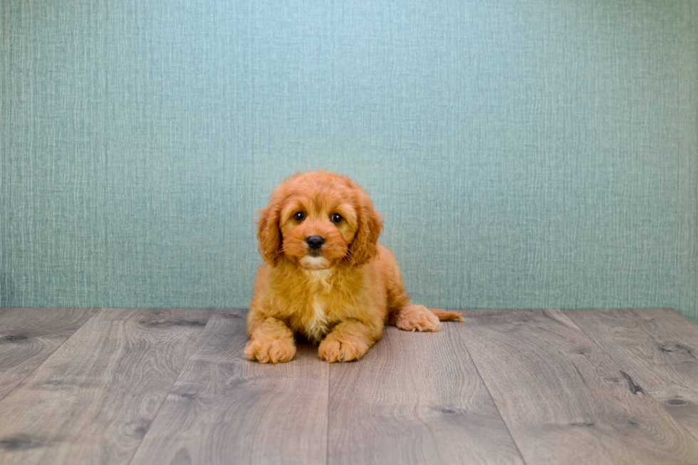 Meet Redman - our Cavapoo Puppy Photo 2/2 - Premier Pups