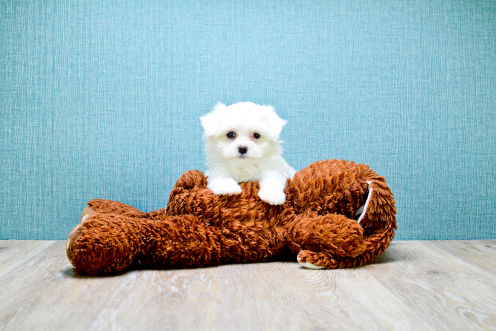 Meet Microteacup-Sugar - our Maltese Puppy Photo 