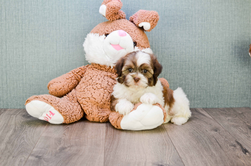 where to buy a teddy bear puppy