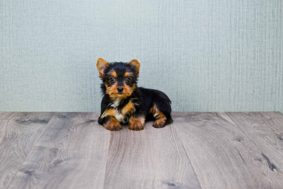 Meet Jess - our Yorkshire Terrier Puppy Photo 