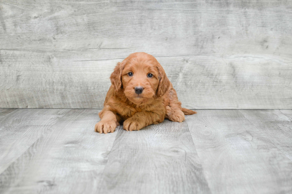 Miniature Goldendoodle puppies for sale Mixed small breed puppies for