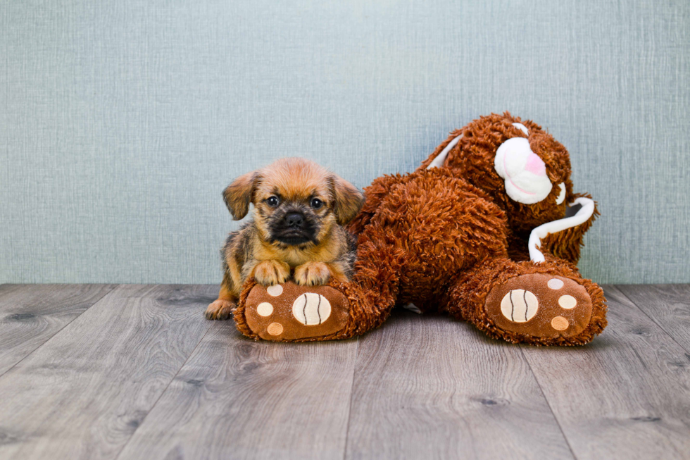 Brussels Griffon Pup Being Cute