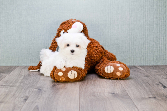 Energetic Maltese Purebred Puppy