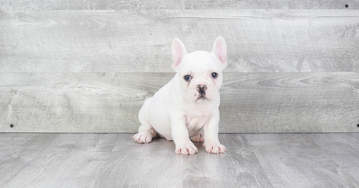 Small French Bulldog Ghost 8lb 15oz Purebred Puppy