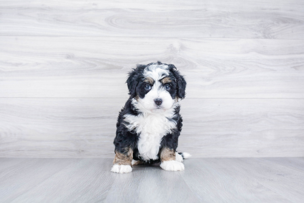 Meet Demi - our Mini Bernedoodle Puppy Photo 2/3 - Premier Pups