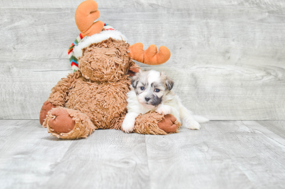 8 week old teddy bear puppies