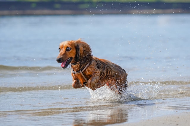 brown long-haired dachshund running on shallow water
