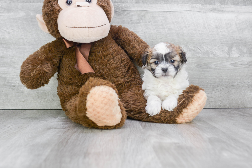 Meet Gatsby - our Teddy Bear Puppy Photo 1/4 - Premier Pups