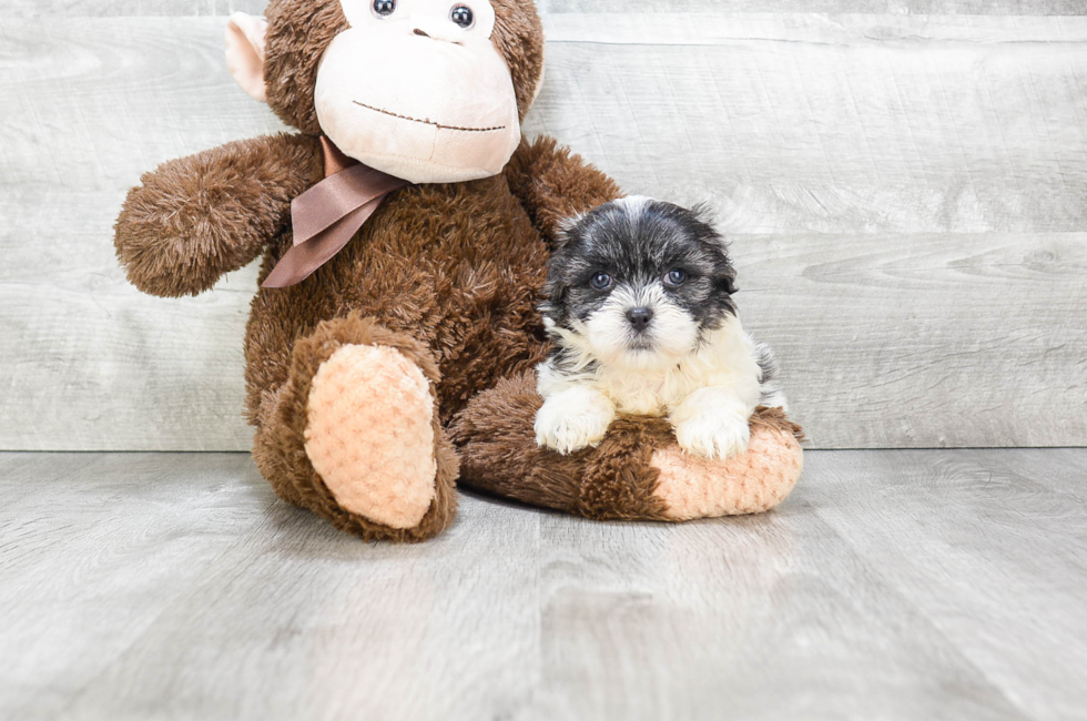 teddy bear shichon puppies for sale