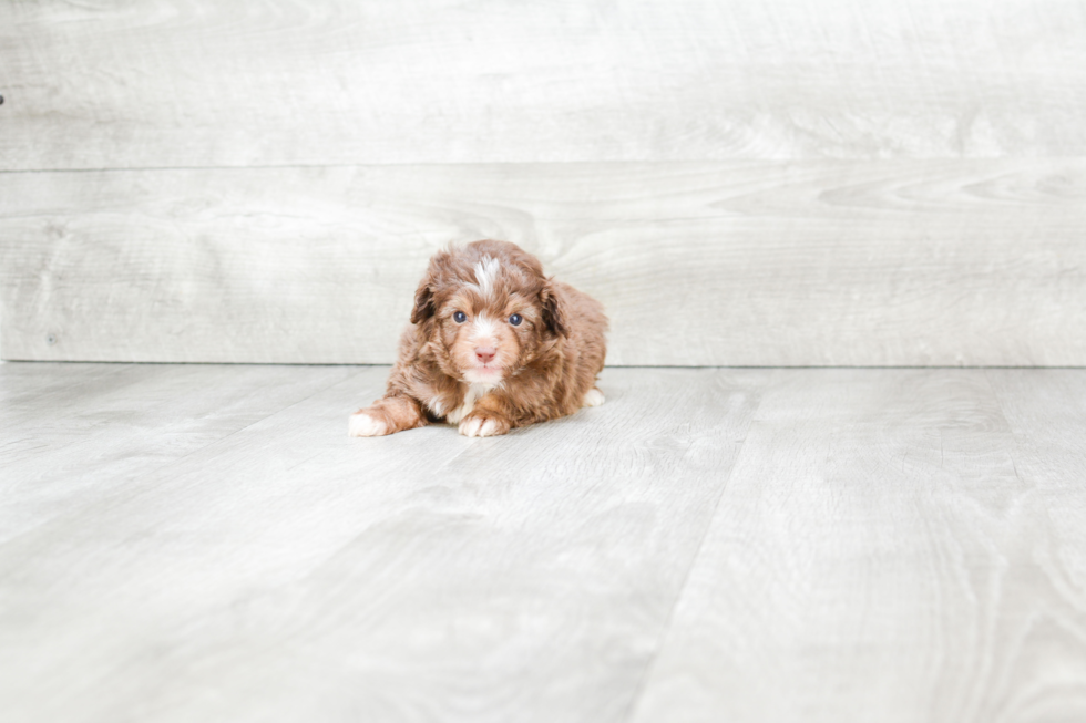 Meet Austin - our Mini Aussiedoodle Puppy Photo 3/3 - Premier Pups