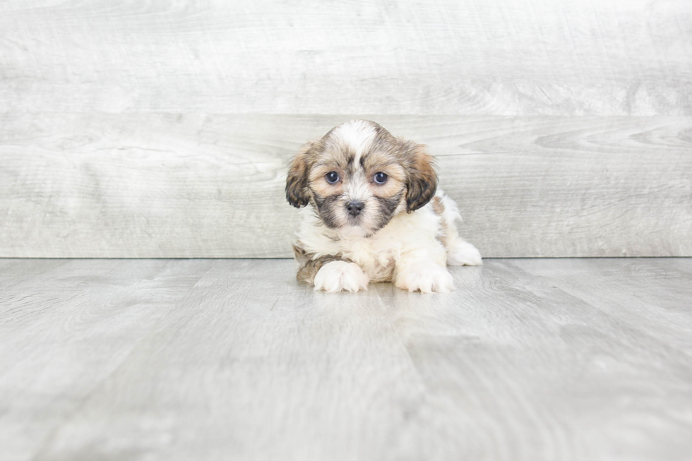 Meet Ashley - our Teddy Bear Puppy Photo 2/4 - Premier Pups