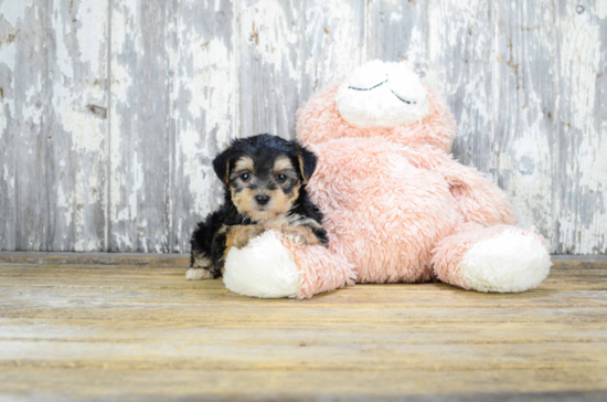 Fluffy Morkie Designer Pup