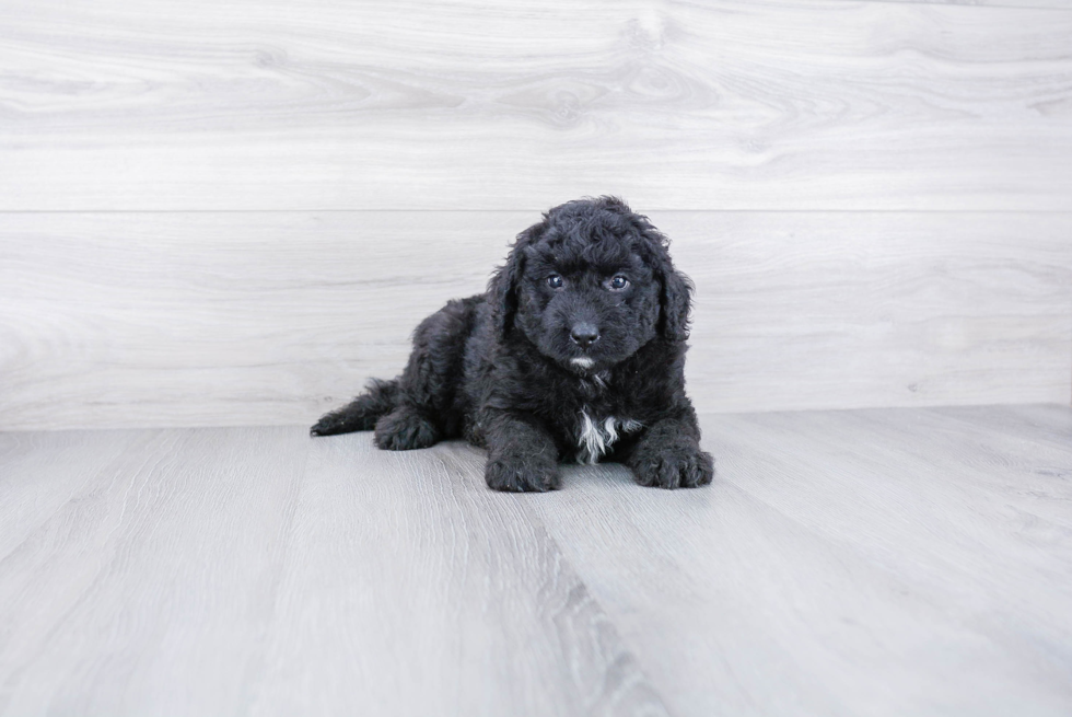 Mini Bernedoodle Puppy for Adoption