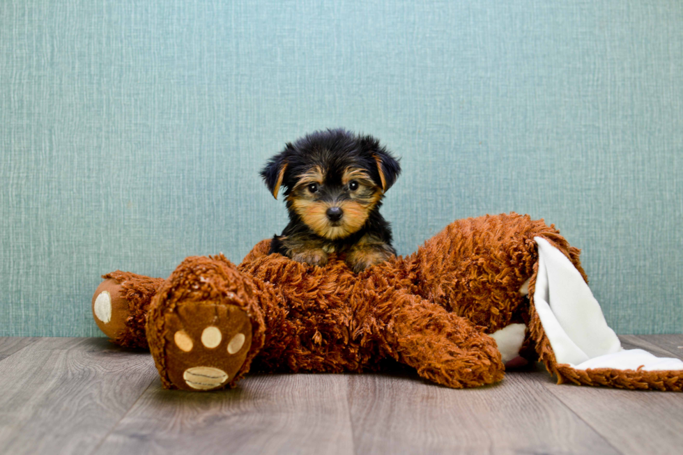 Meet Penelope - our Yorkshire Terrier Puppy Photo 