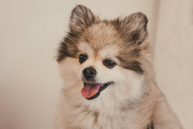 cute Shih Pom dog