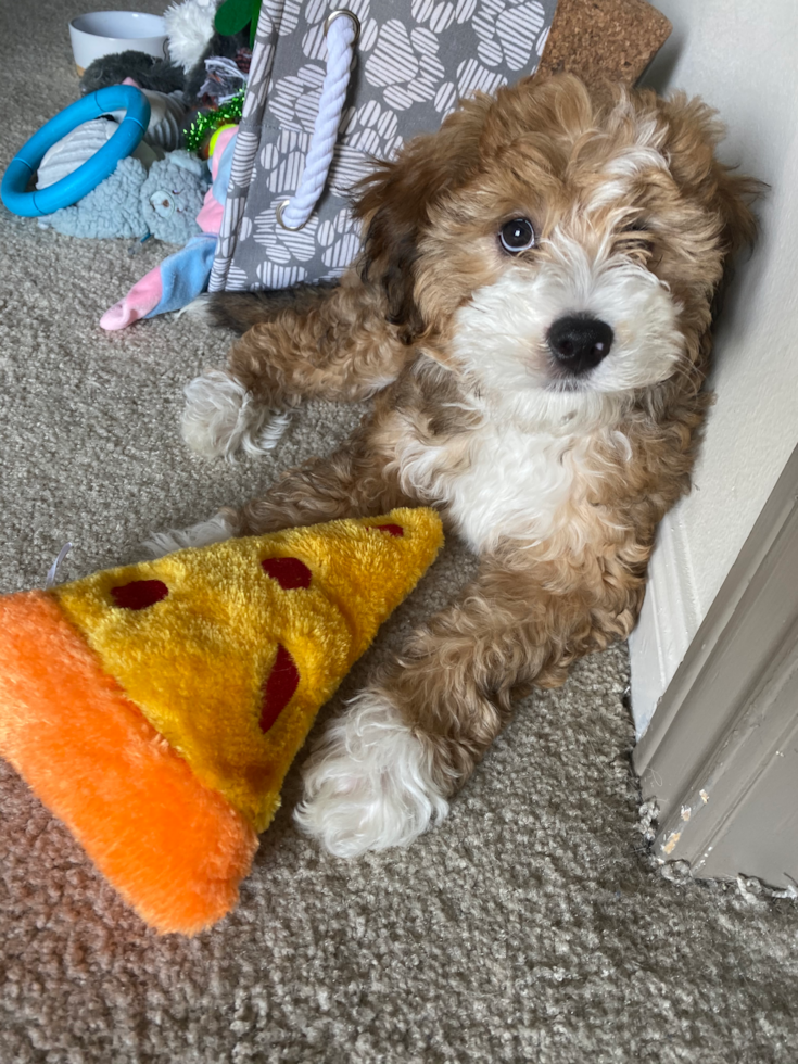 brown and white mini bernedoodle sitting on a carpet surrounded by toys 