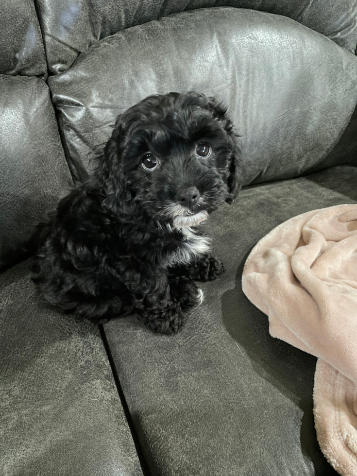 Black Cavapoo puppy on sofa