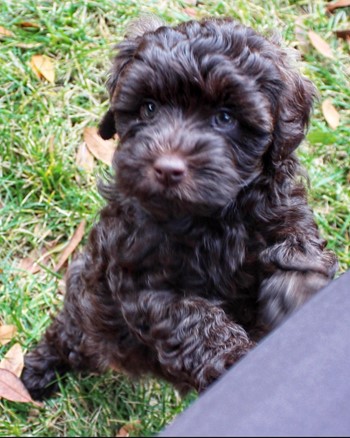 small black puppy with curly hair sitting on hind legs while in the grass