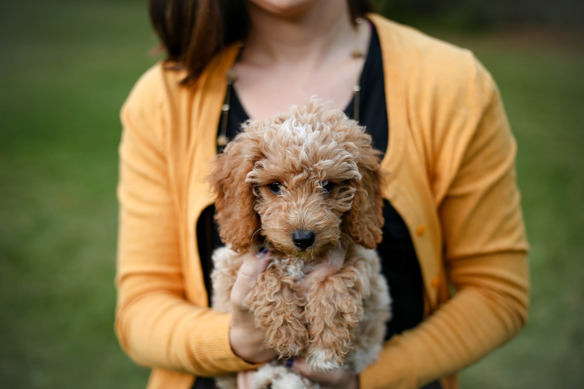Mini Goldendoodle puppy