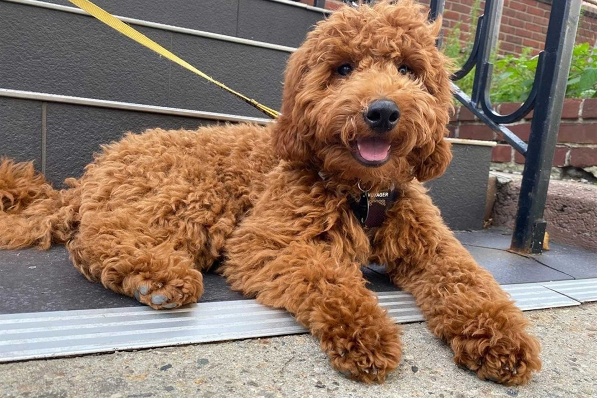 Mini Goldendoodle puppy