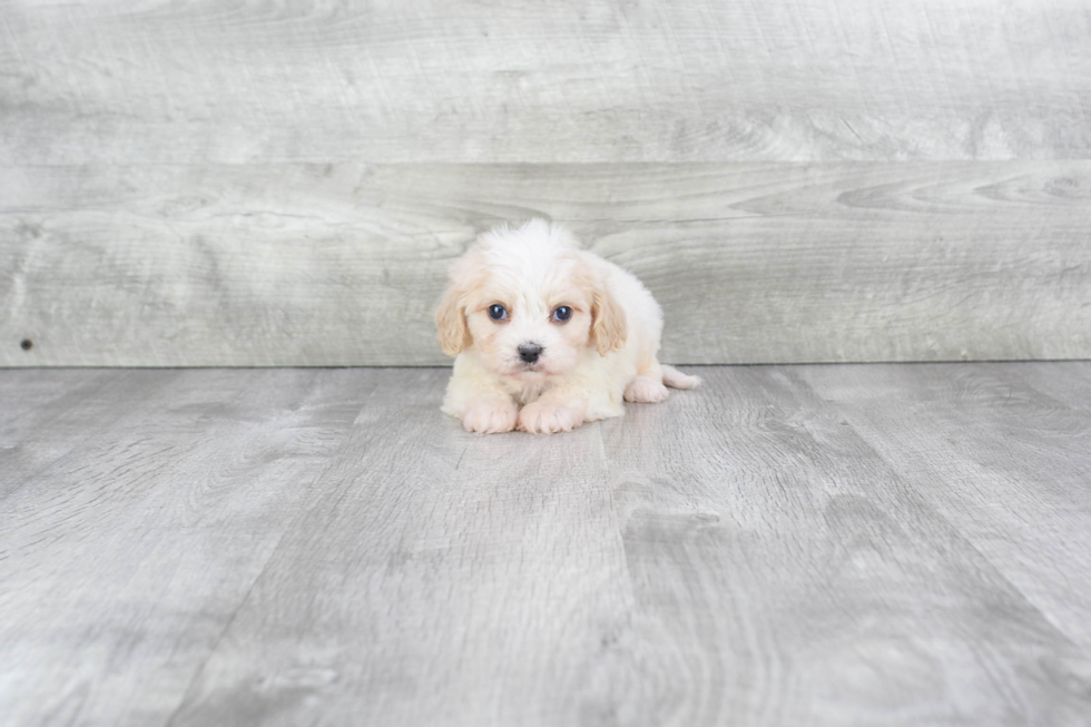 Meet Dorito - our Cavachon Puppy Photo 3/3 - Premier Pups