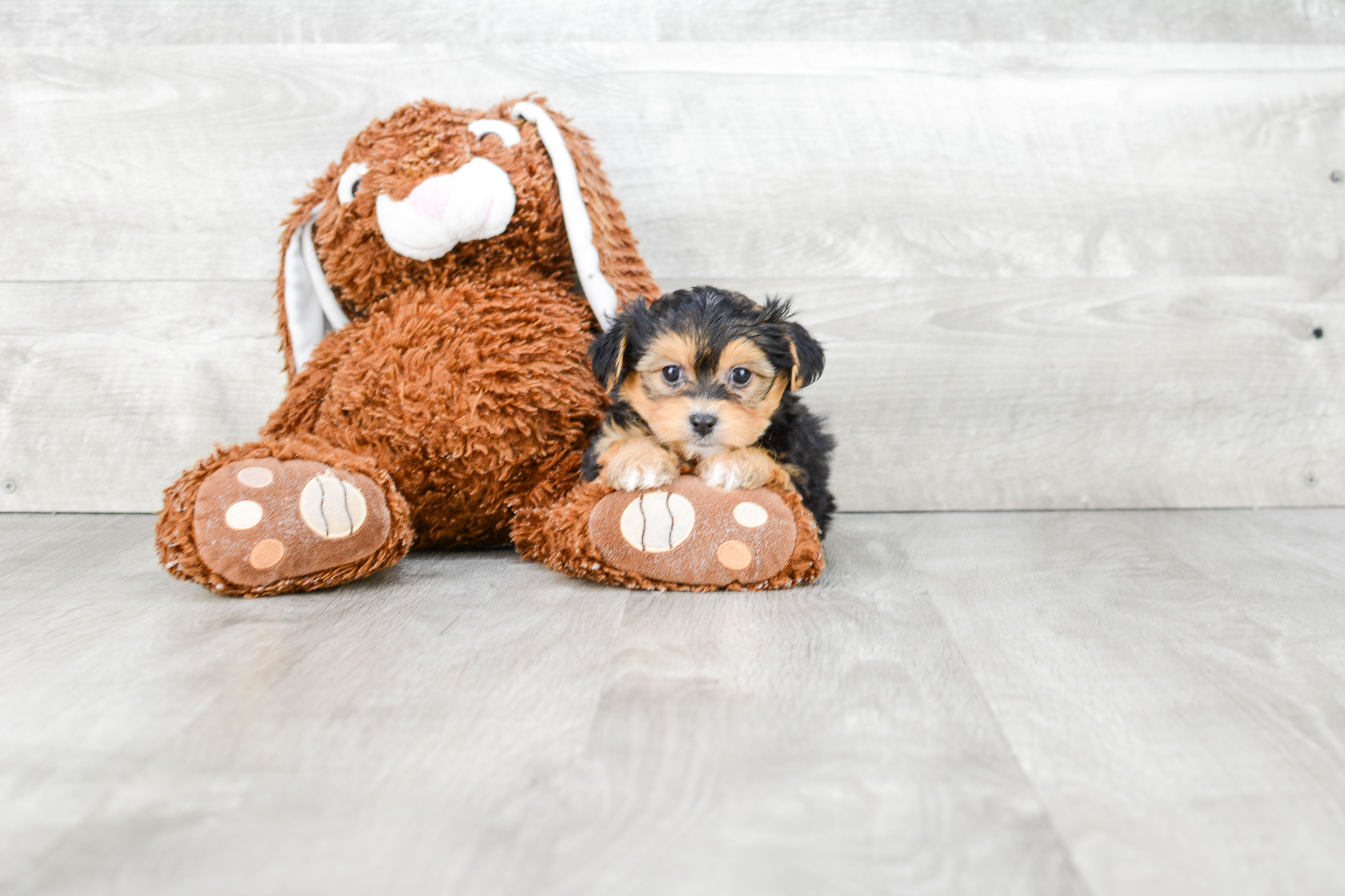 Morkie Puppies For Sale On The Spot Adoption In Ohio US Shipping   9fb9b8c4 7d85 485f B5aa 3923be2a736f 